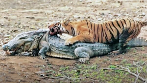 tiger with bloody face dragging a large dead crocodile